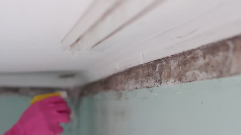 Mold Odor Removal Services in Weslaco, TX